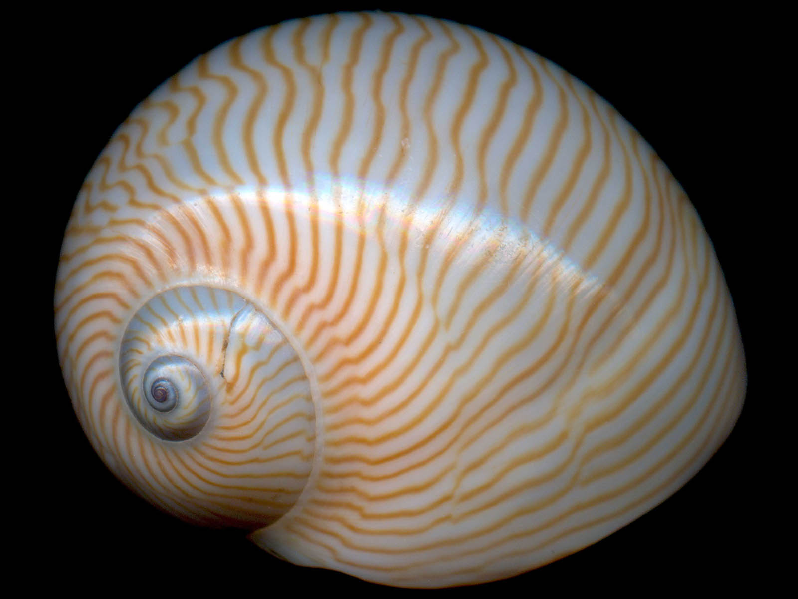 Sea Shell Image Atoz Desktop Wallpaper