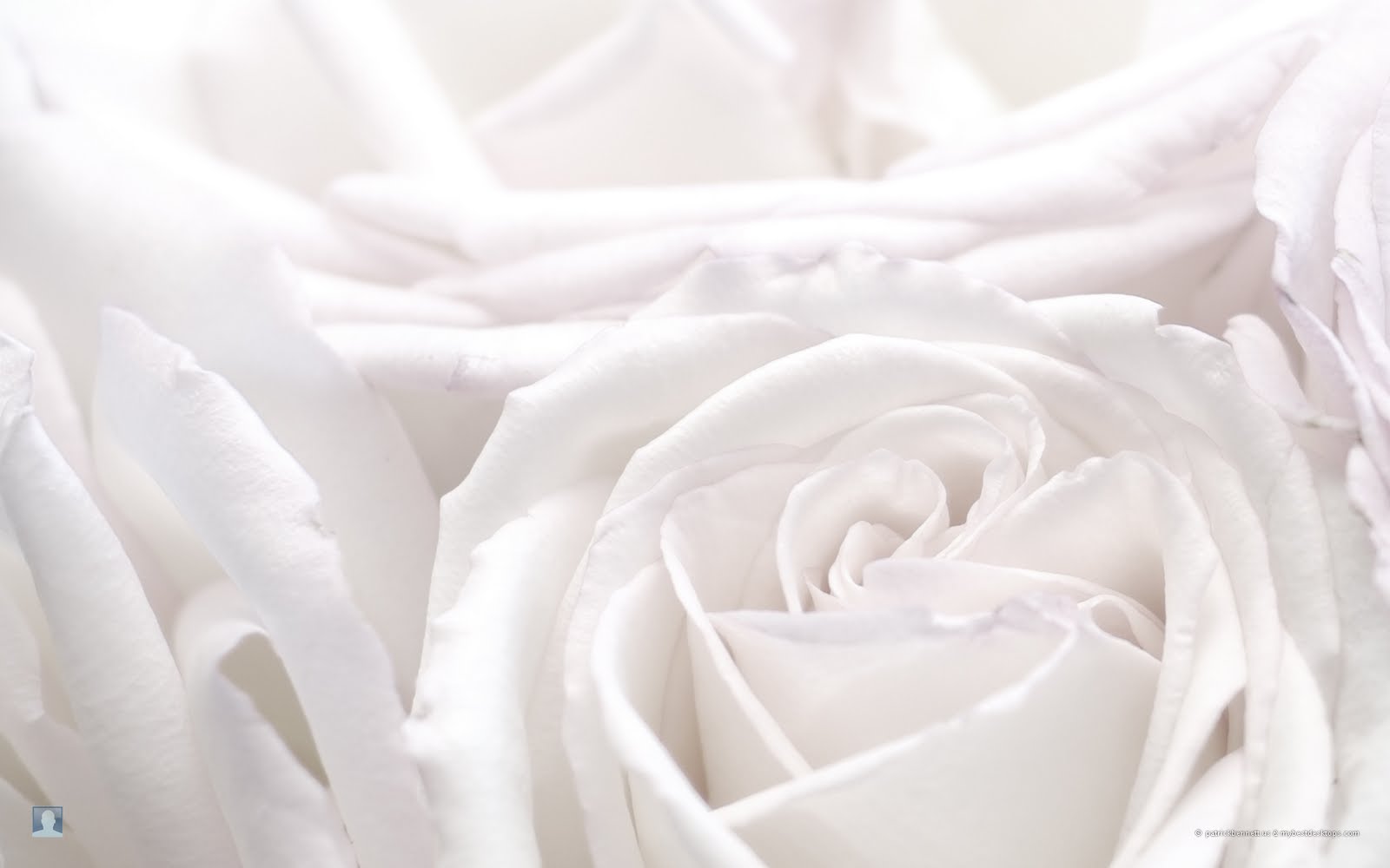 Flowers Wallpaper White Roses
