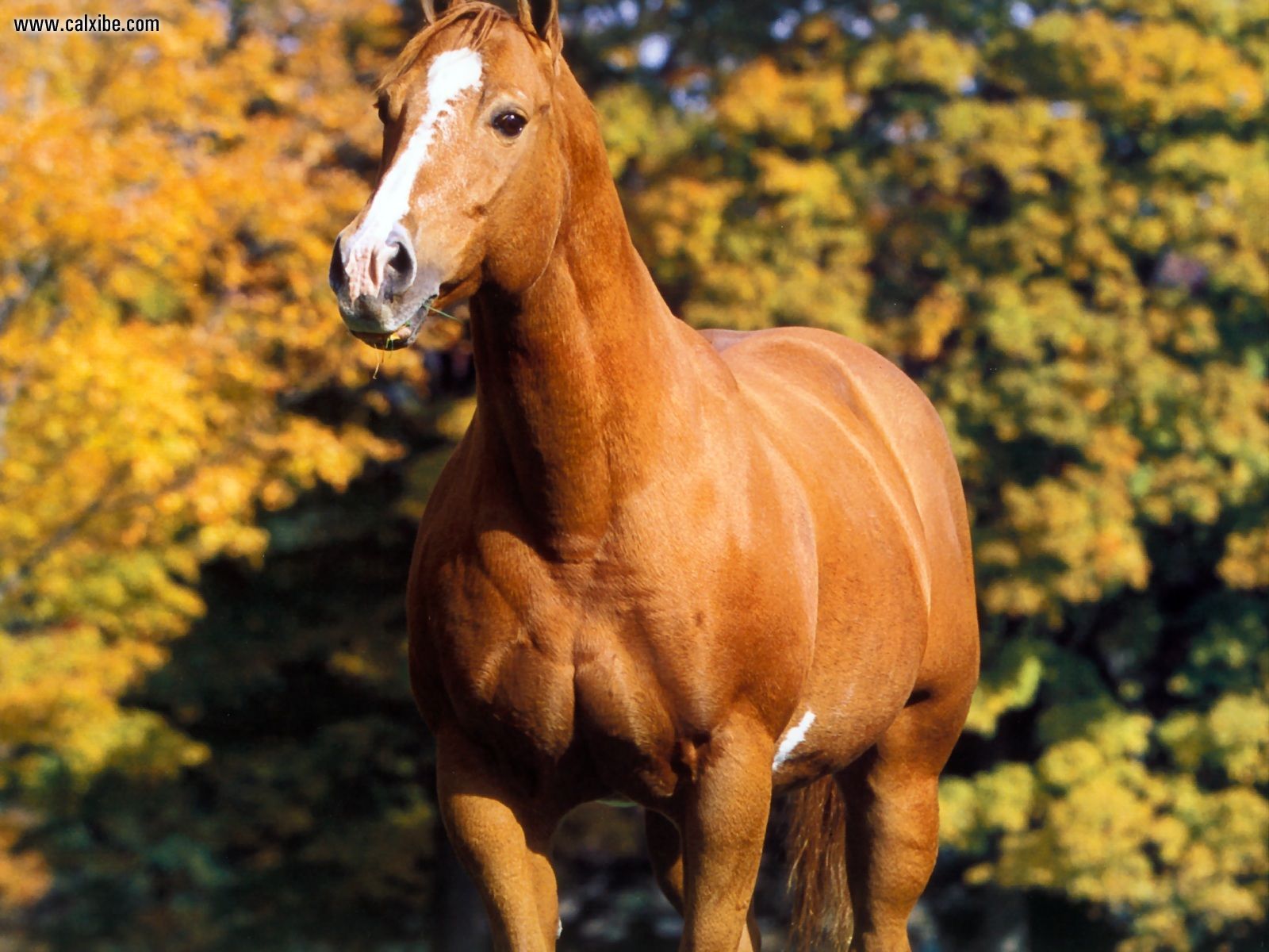 American Quarter Horse Imgust