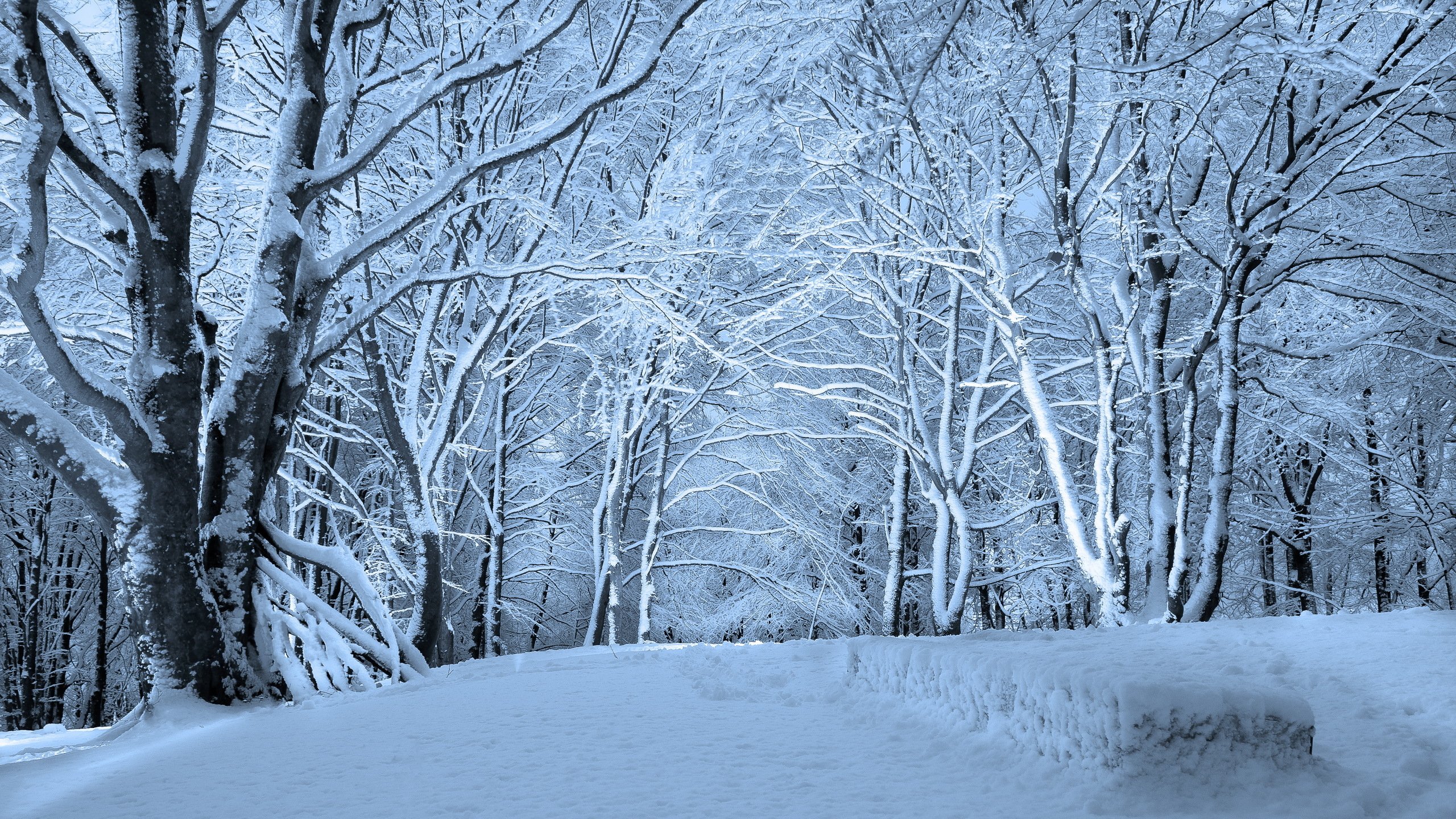Winter Forest Wallpaper On