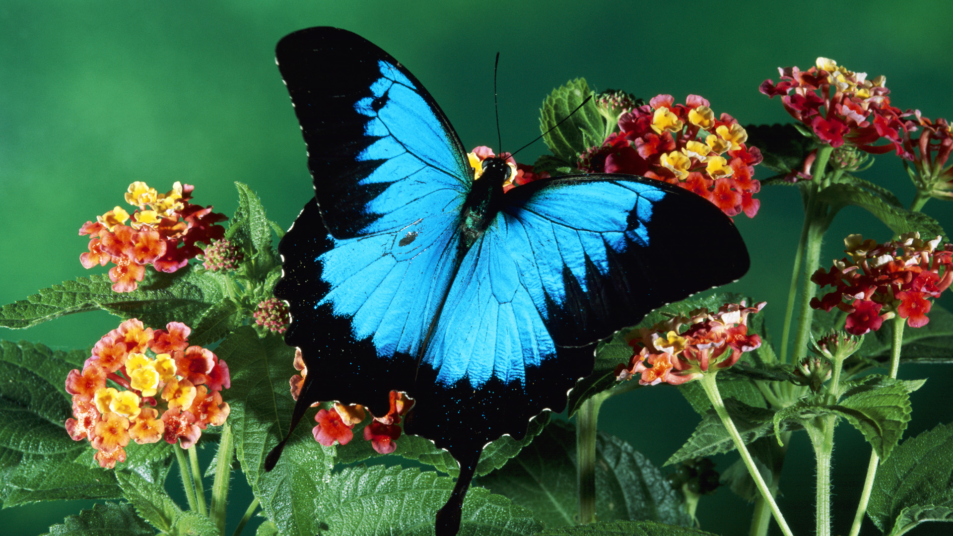 Fond Ecran Papillon Wallpaper Butterfly Blue HD