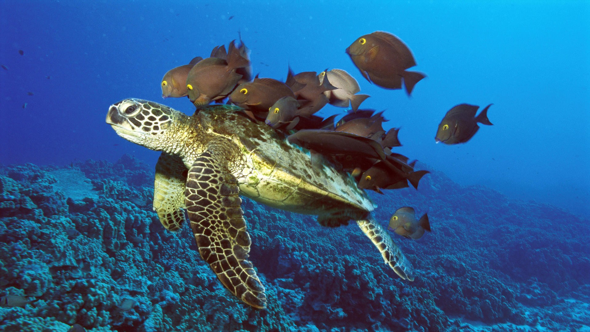 Green Fish Wallpaper Hawaii Reef Sea Turtles
