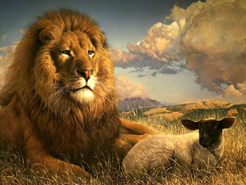 Sheep Lions Wallpaper Lion Desktop