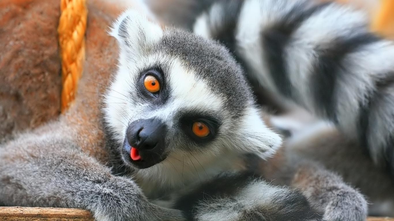 Lemur Laptop Wallpaper