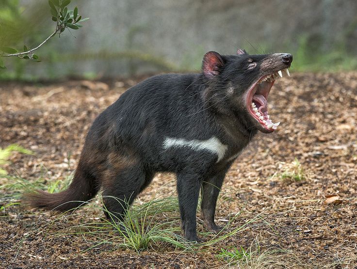 Tasmanian Devil Animals