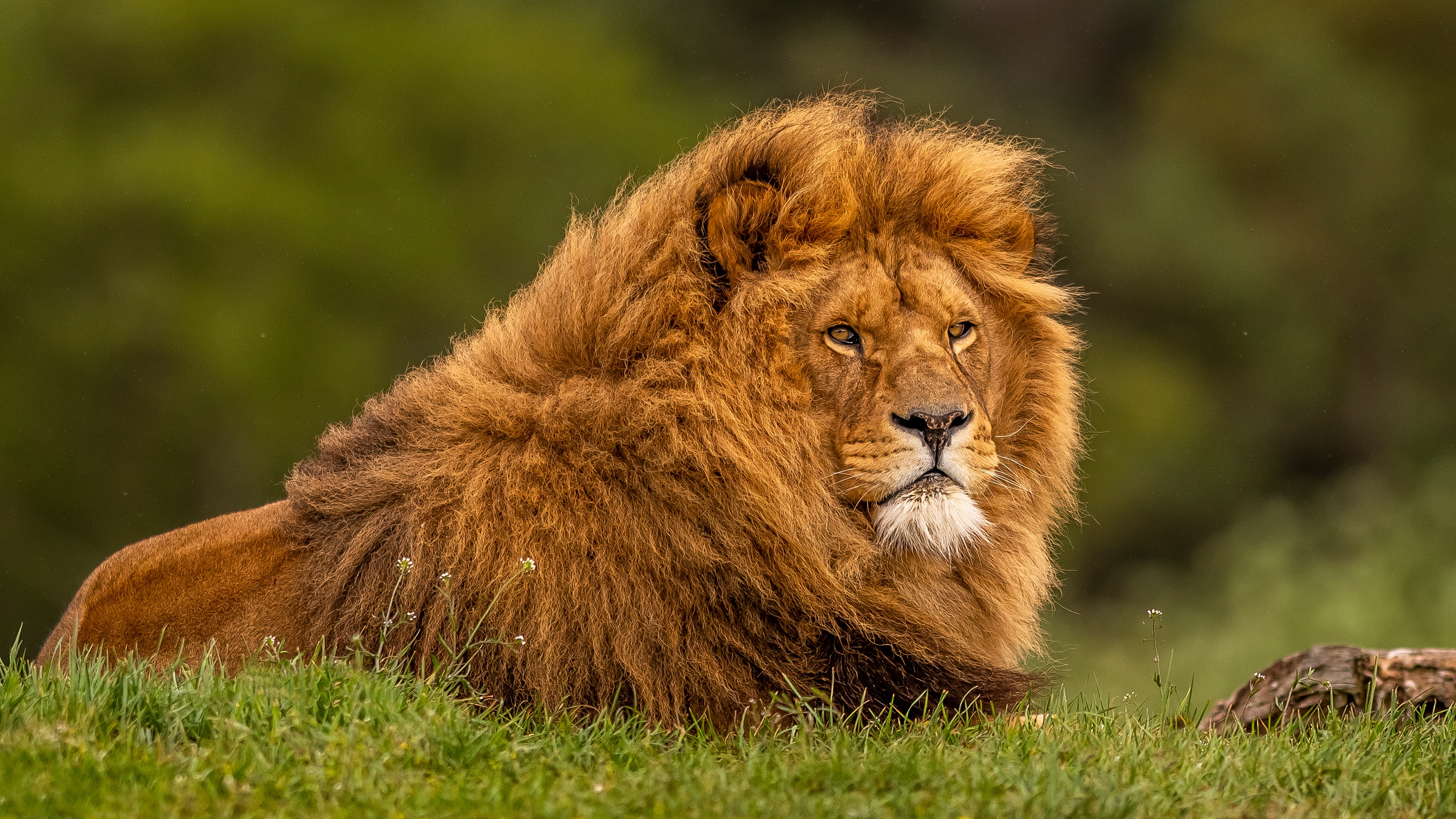 Majestic Male Lion Resting in Grass