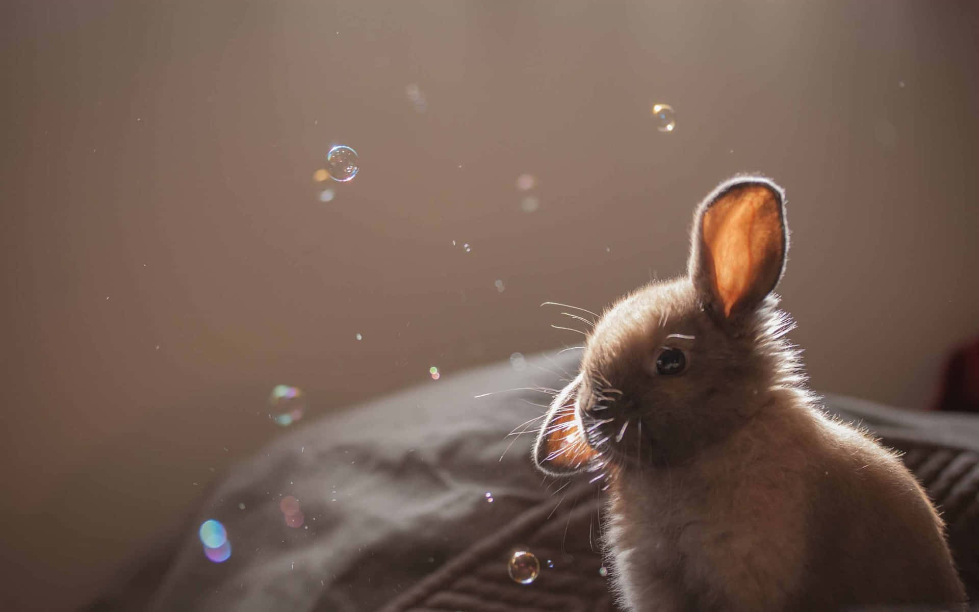 Bunny Aesthetic Wallpaper
