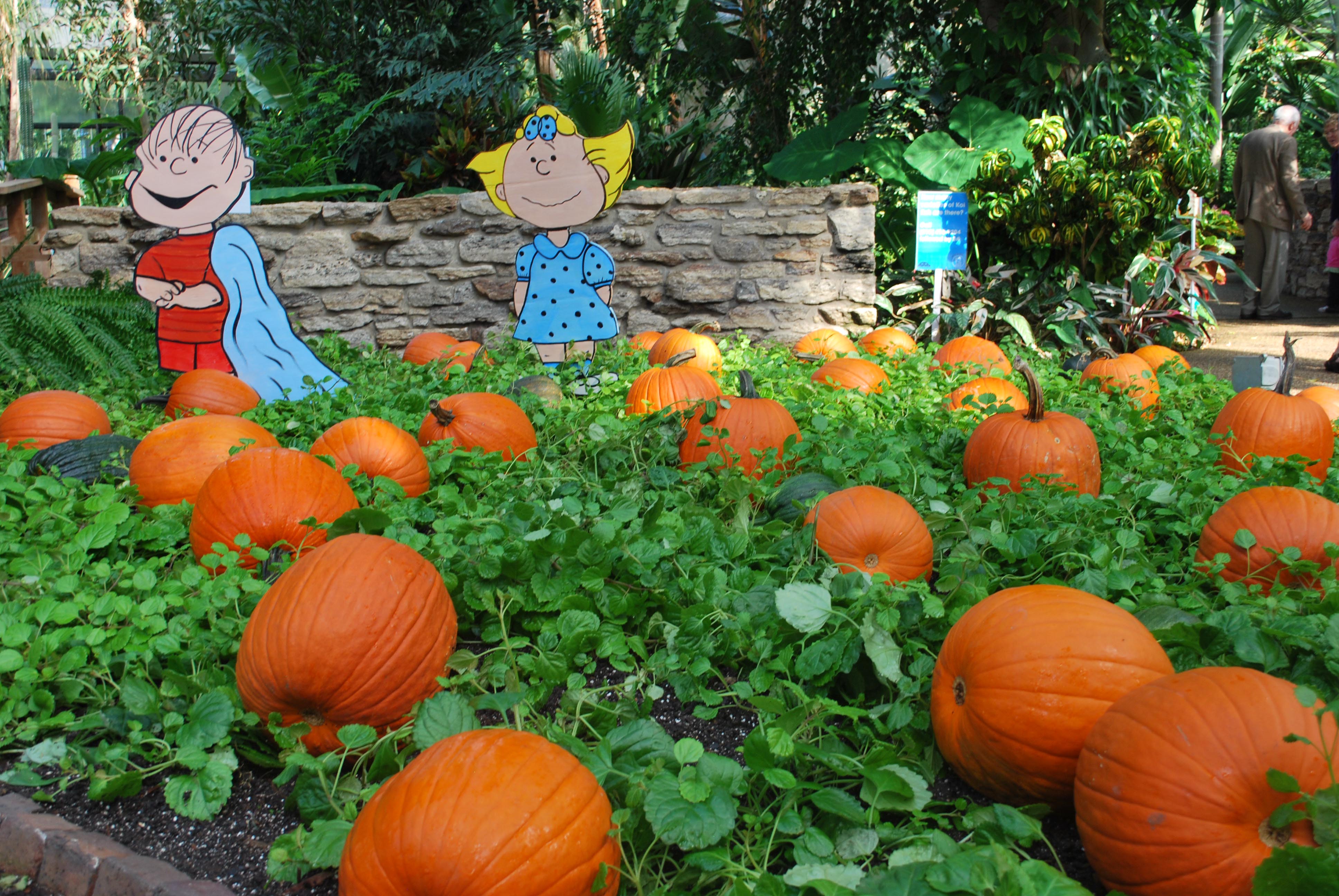 Linus Great Pumpkin Linus charlie brown sally