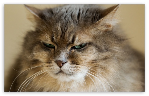 Grumpy Cat HD wallpaper for Standard 43 54 Fullscreen UXGA XGA SVGA