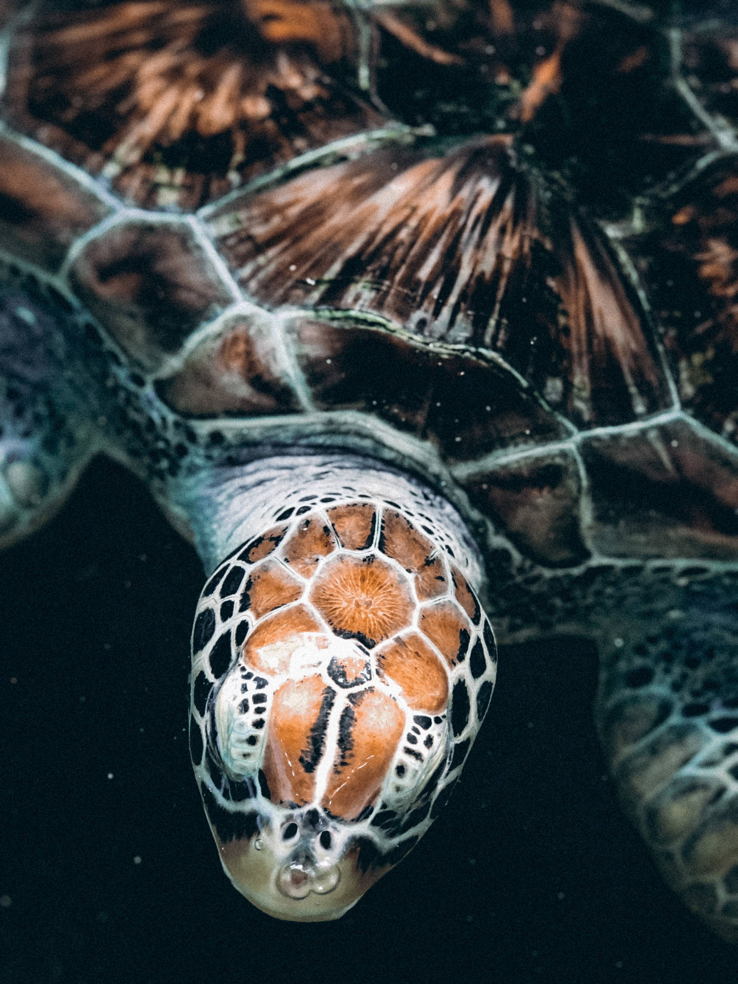 Sea Turtle Wallpaper
