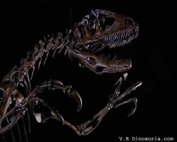 Squelette Dun Velociraptor