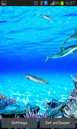 Download Dolphins sounds   livewallpaper for Android Dolphins sounds