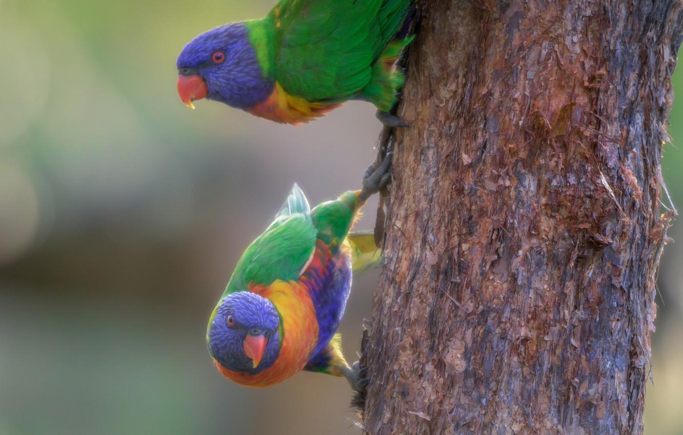 Wallpaper Birds Background Trunk Parrots A Couple Rainbow
