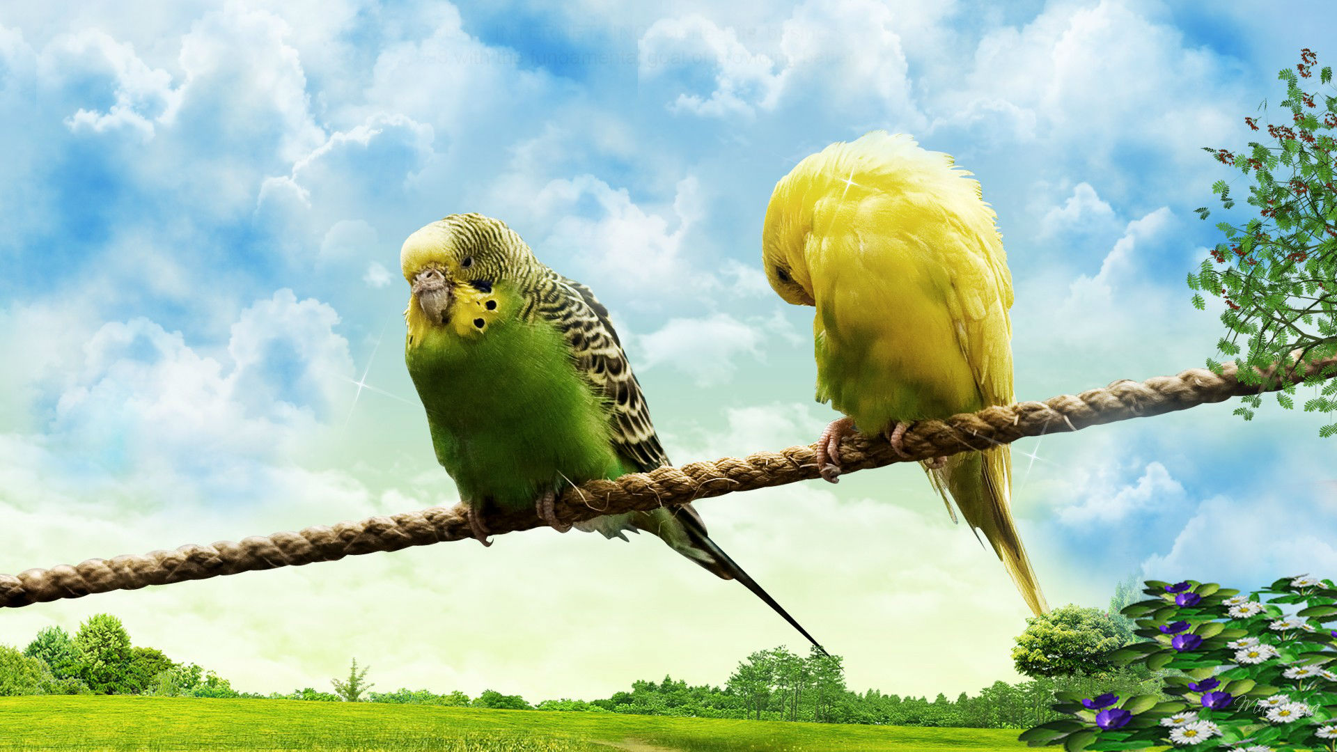 Love Birds HD Wallpaper Beautiful Loving