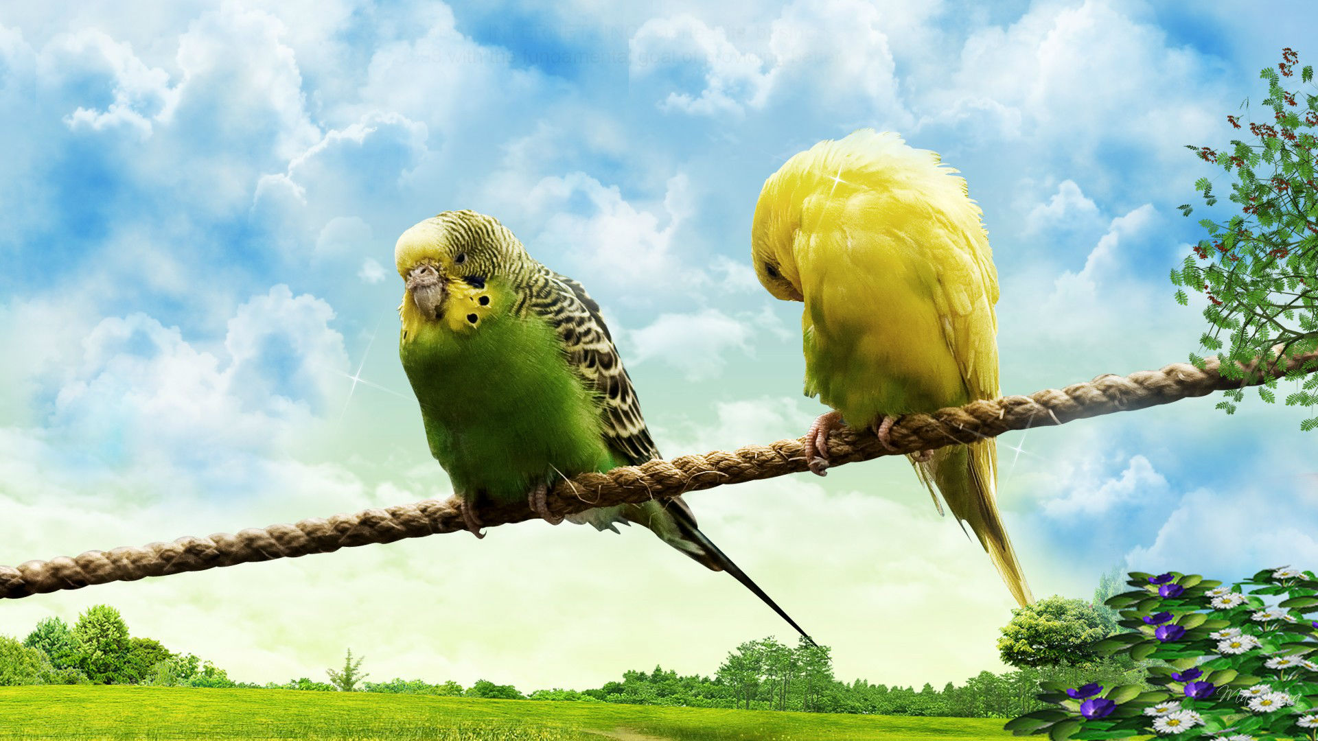 Love Birds Hd Wallpaper Beautiful Loving