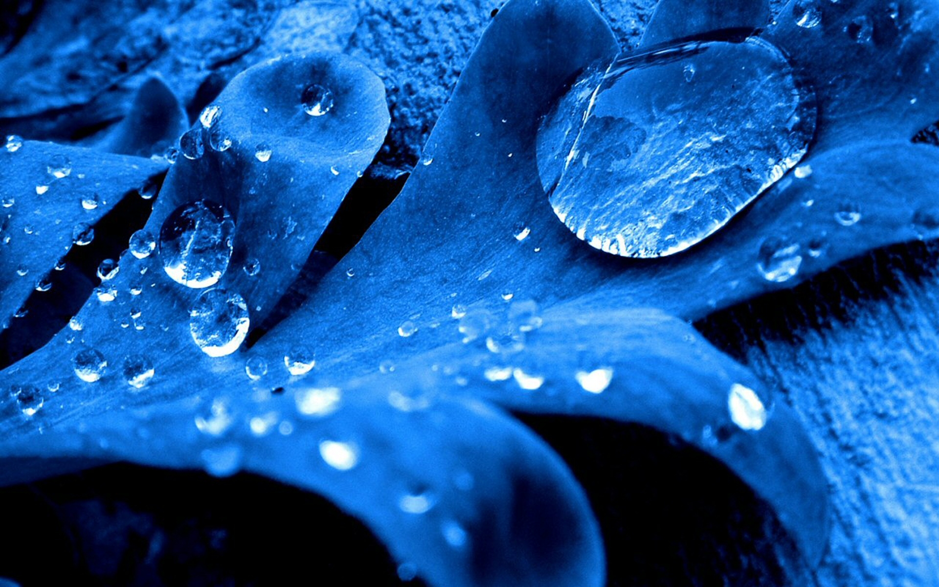 Dark Blue Leaf Wallpaper And Image Pictures Photos