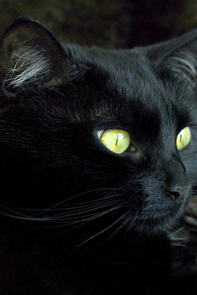 Black Cat Wallpaper Awesome Cat Wallpapers HD wallpapers 640x960