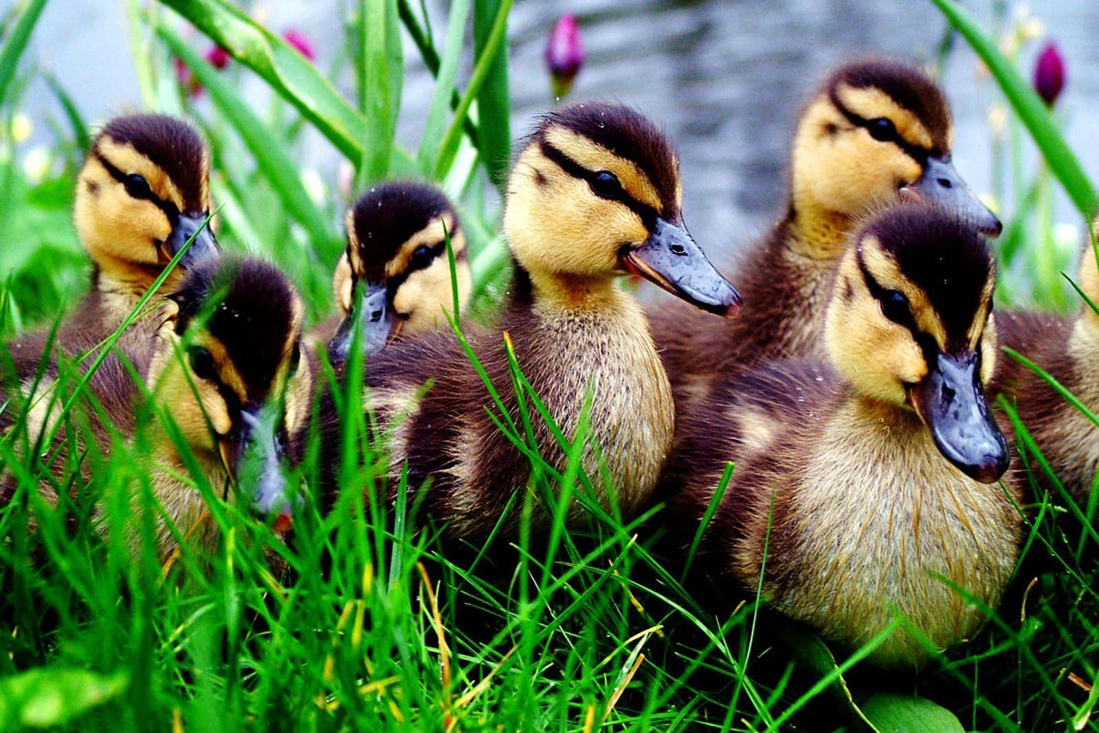 Baby Duck Background Wallpaper