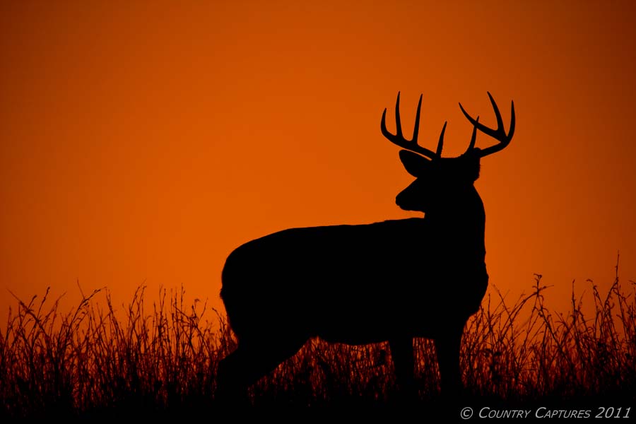 As The Last Light Of Day Fades In Western Sky A Buck Standing On