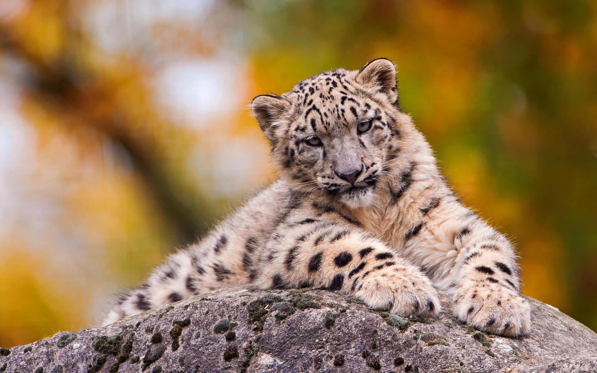 A young snow leopard cub resting on a rock with a blurred autumn background