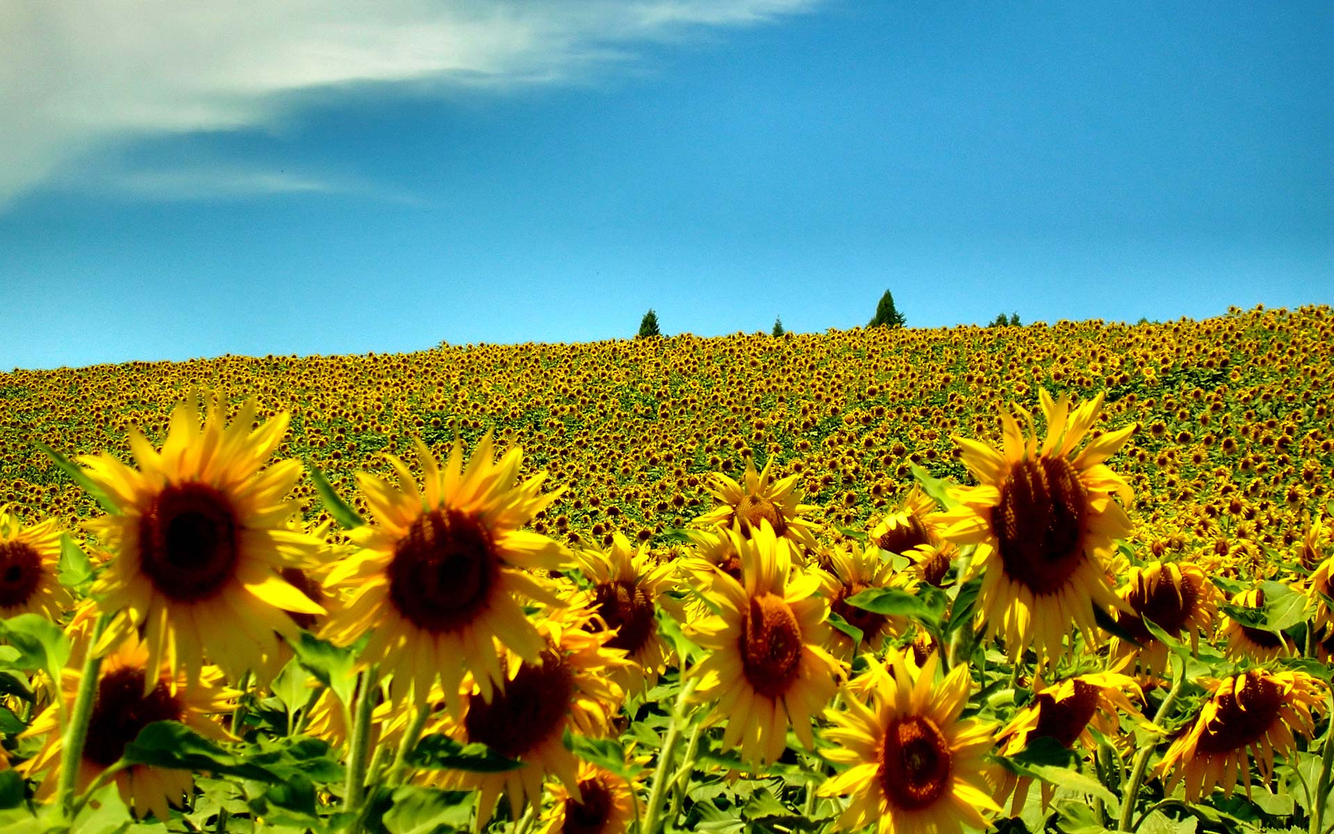 Sun Flowers Summer Wallpaper HD