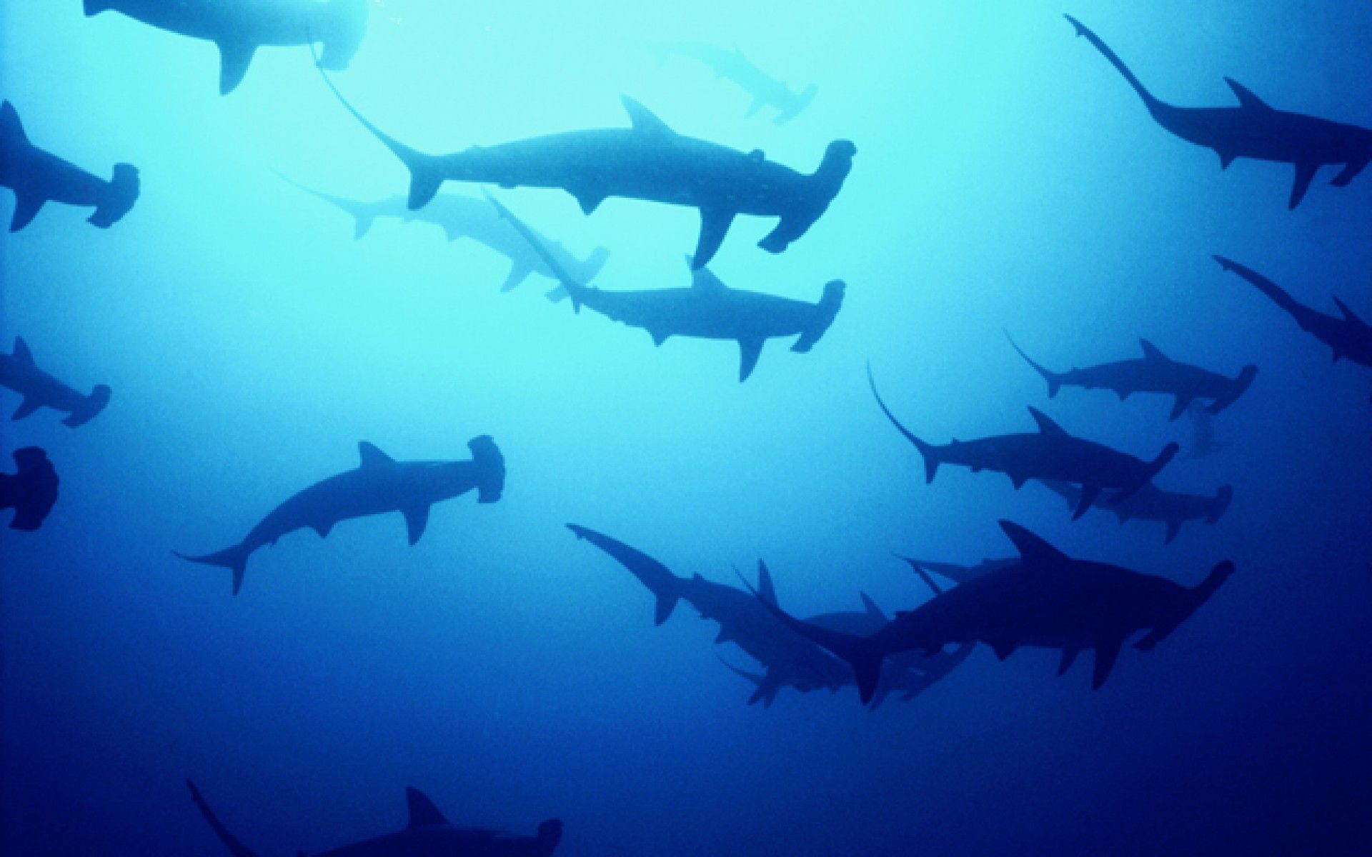 Sharks Background Group