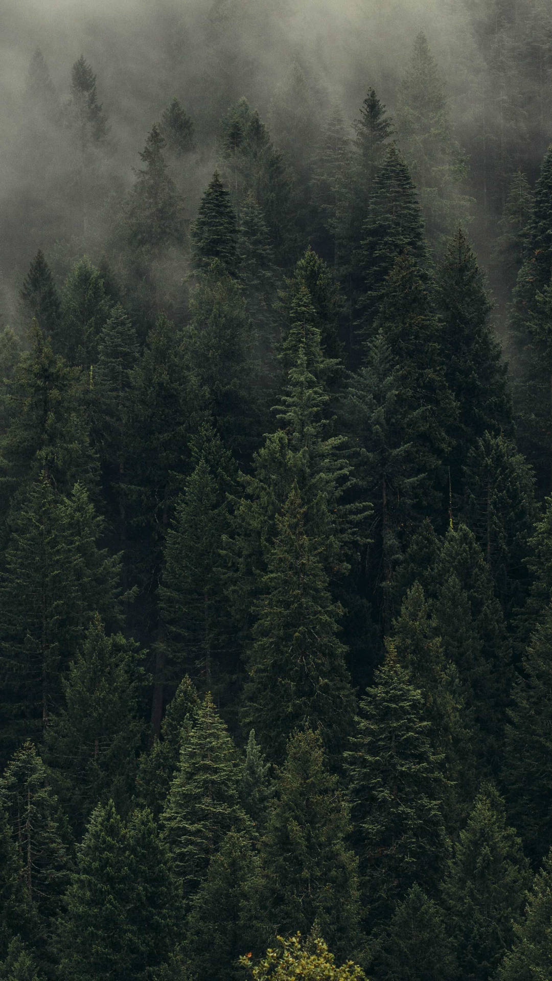 Forest Wallpaper