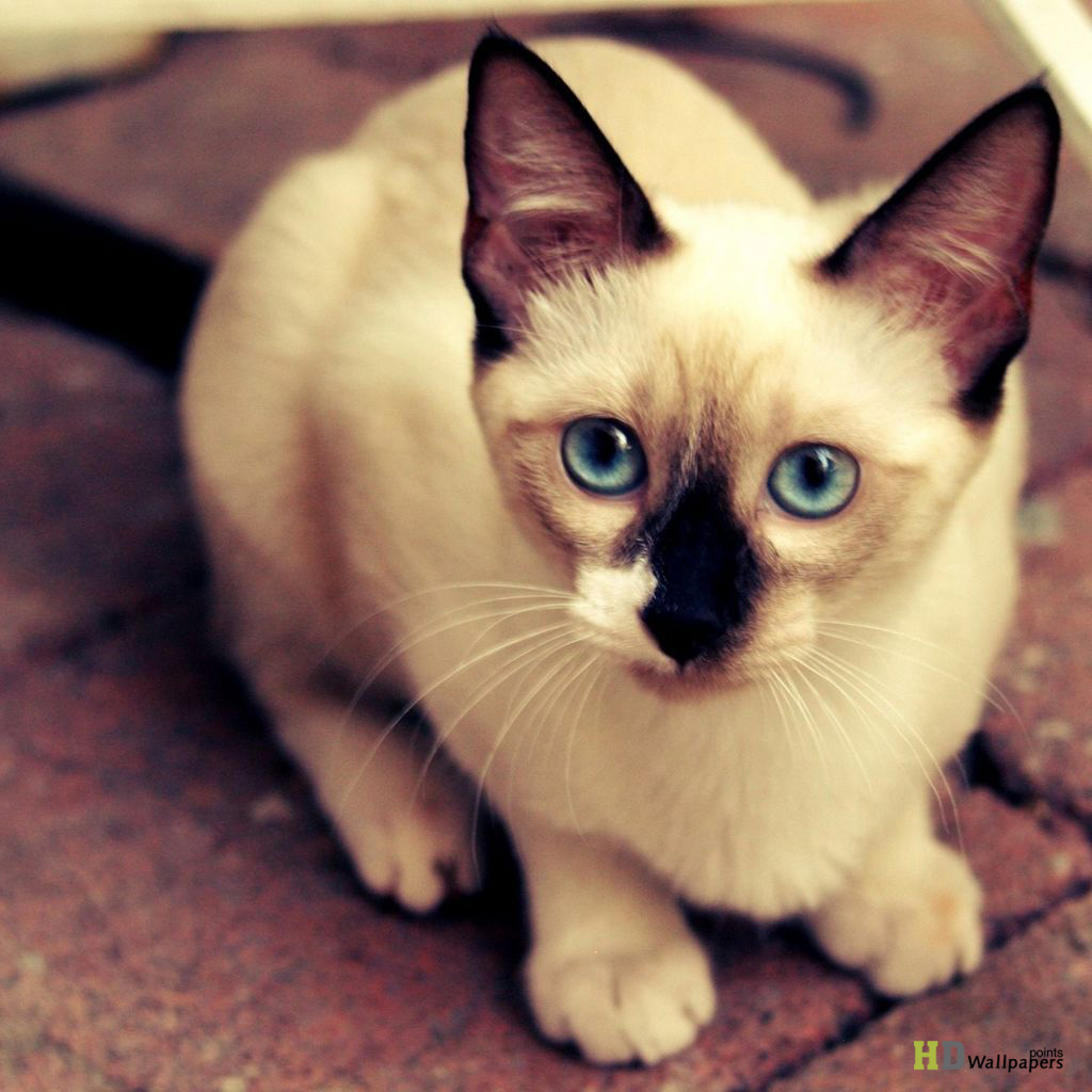 Siamese Cat Cute Animal Wallpaper For iPhone HD