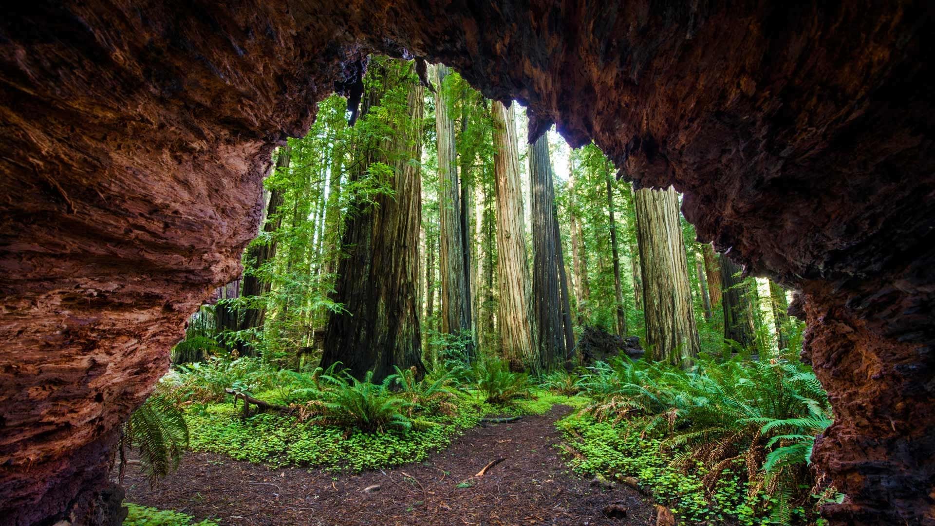 Redwood Trees At Jedediah Smith Redwoods State Park California
