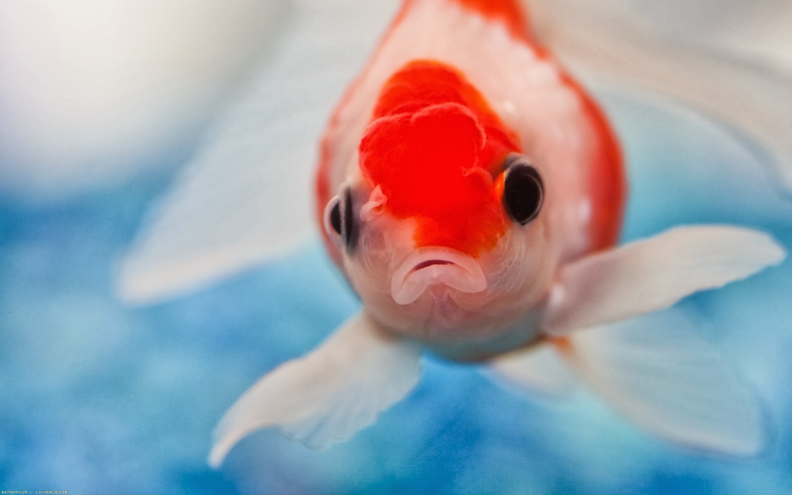 Colourful Red Fish Wallpaper