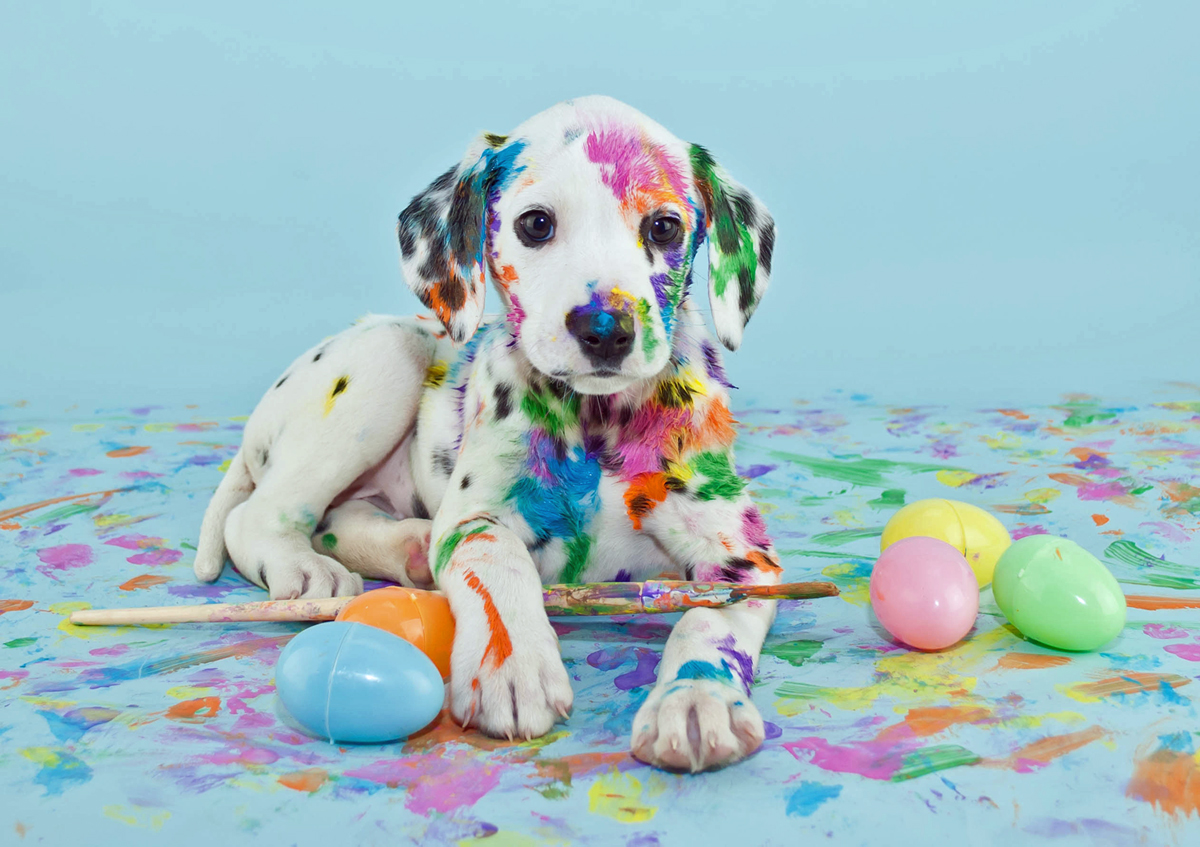 Picture of Cute Dalmation Easter Puppy Dog Photography