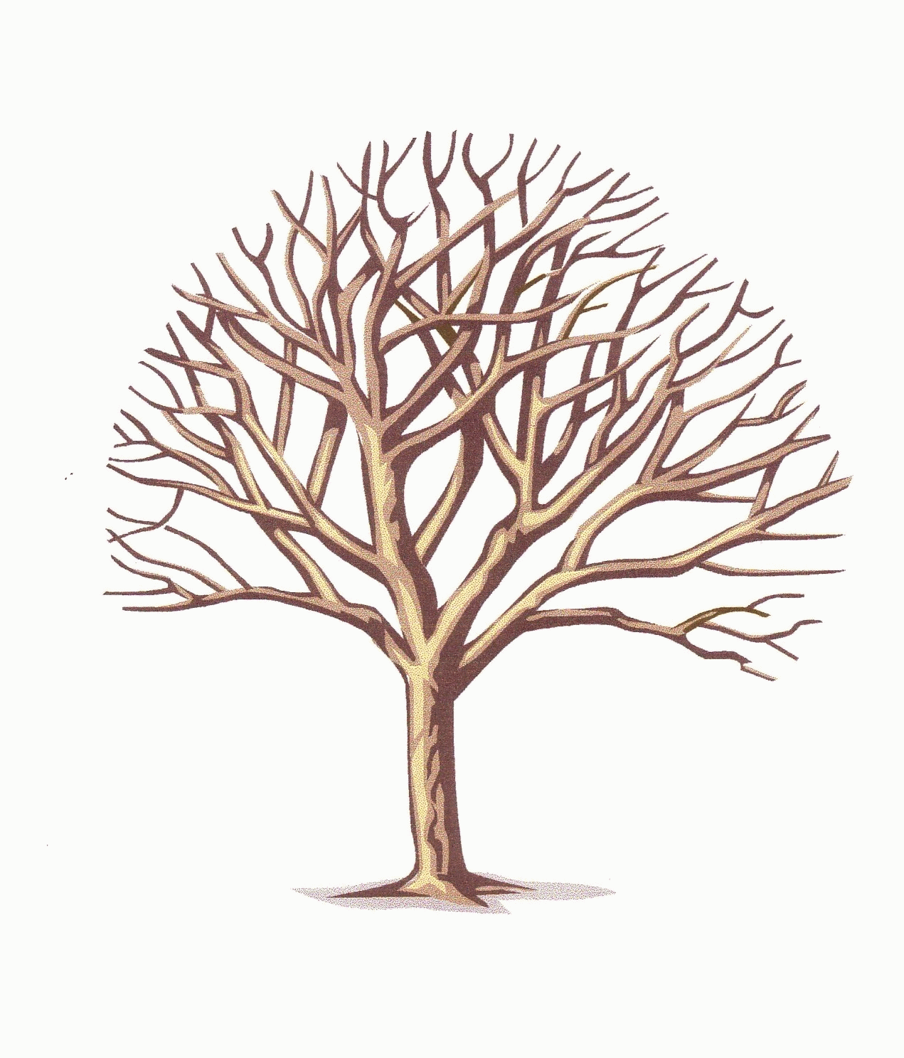 Tree with Branches 1271x1488
