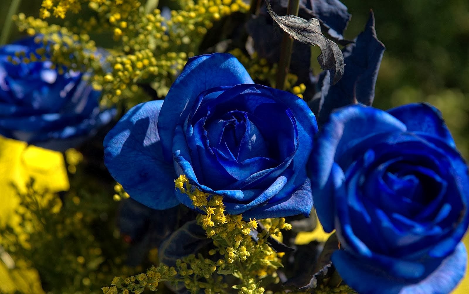 48+ Blue Rose Wallpaper for Desktop on WallpaperSafari