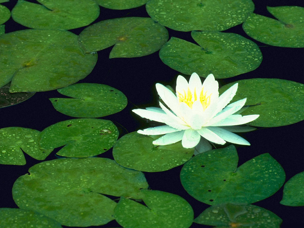 Wallpaper For Mac Desktop HD