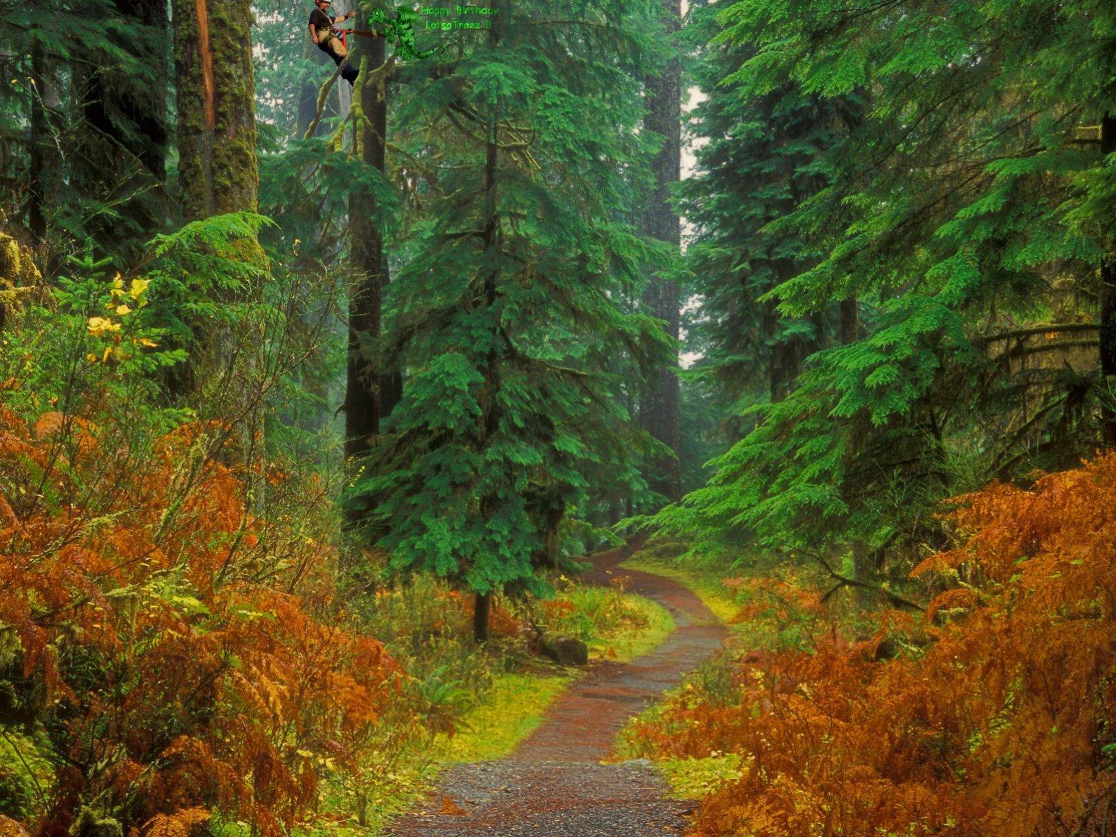 A serene forest path winds through lush greenery and vibrant autumn foliage, creating a tranquil desktop wallpaper