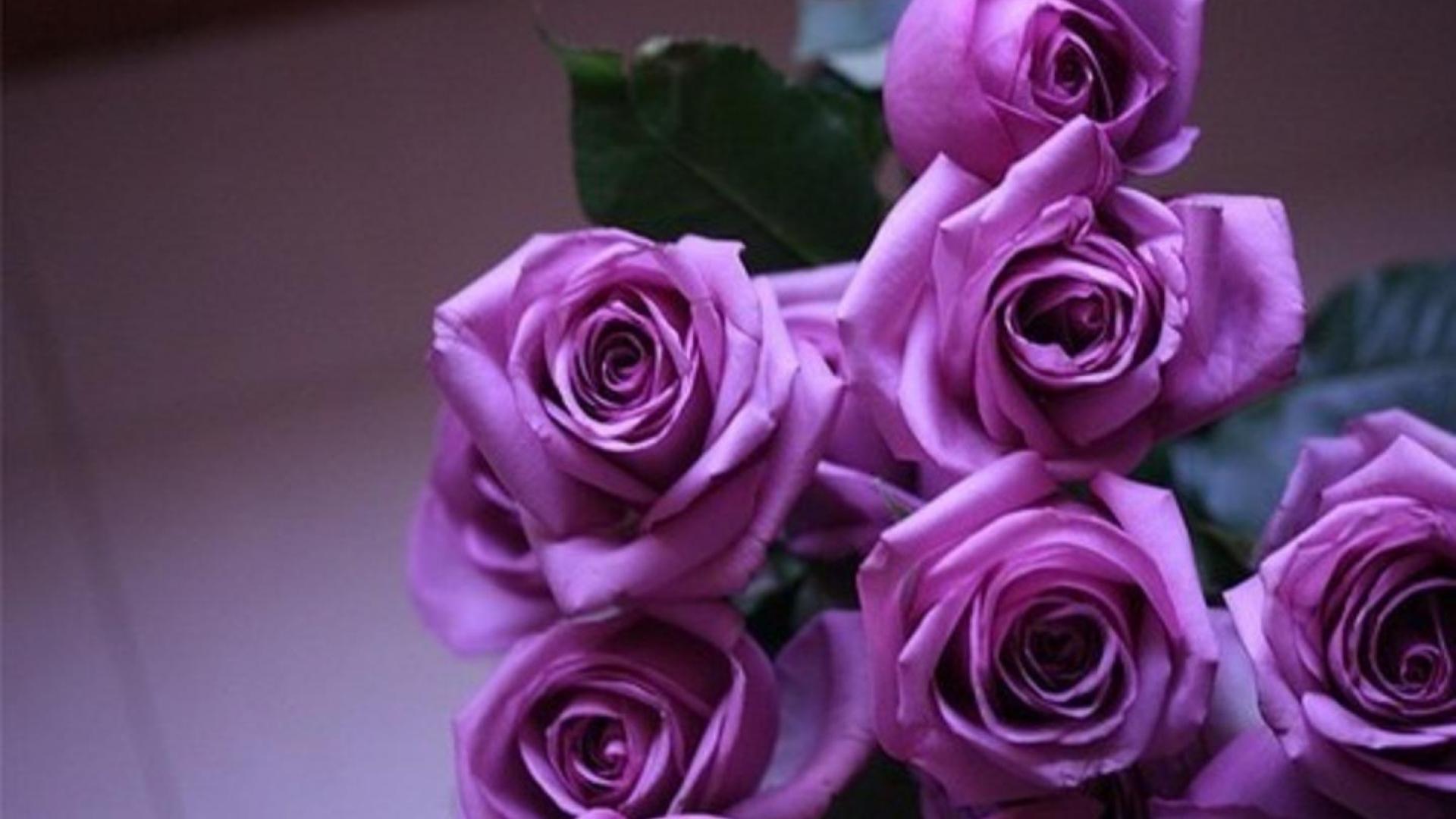 Close-up of a bouquet of vibrant purple roses, showcasing their velvety petals and intricate folds