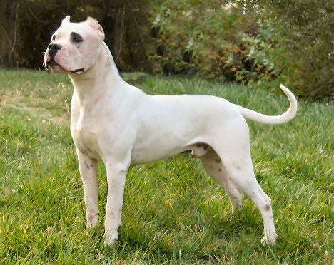 White Dogo Dog Image