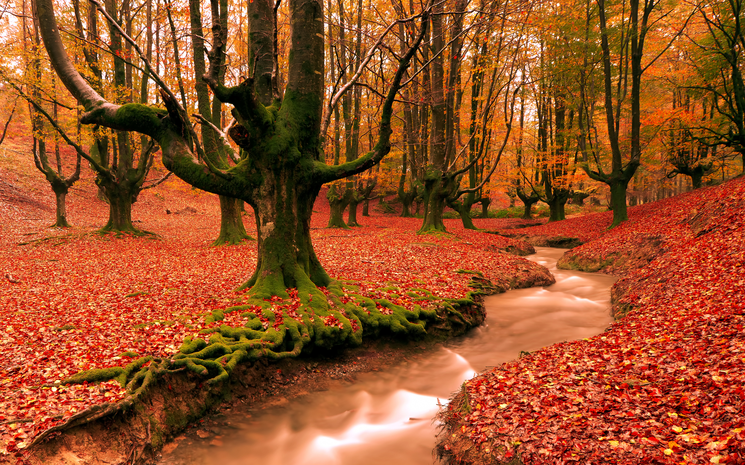 Image Of Autumn Desktop Wallpaper On Latoro Html