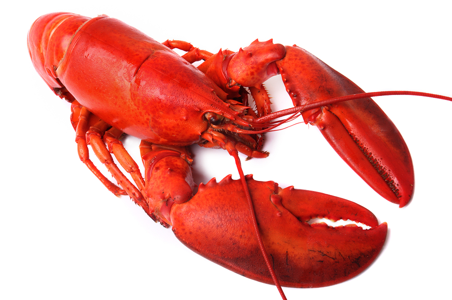 Whole Red Lobster Isolated On White Background Romano S Bar Grill