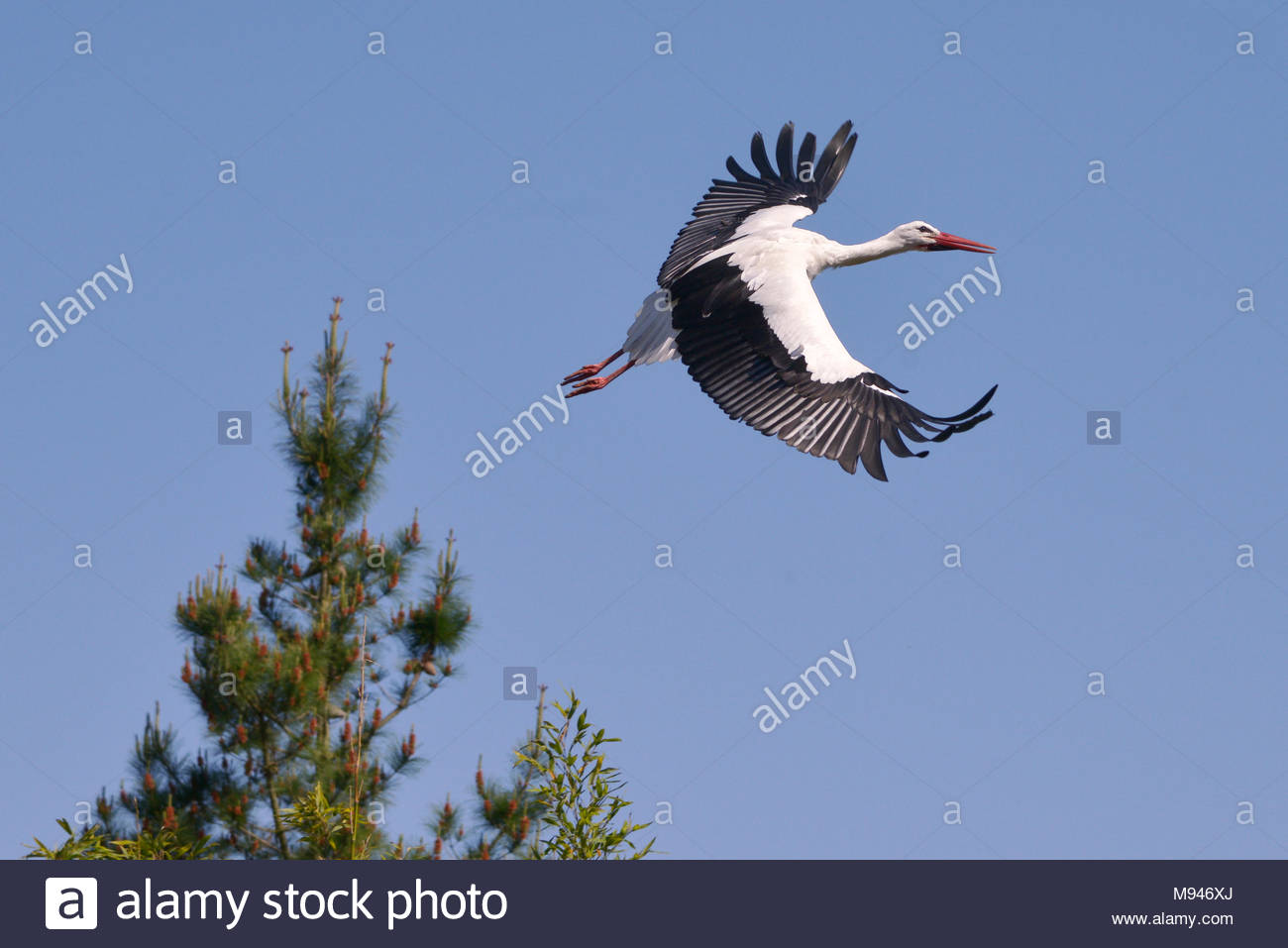 White Stork Ciconia In Flight From Above On Blue