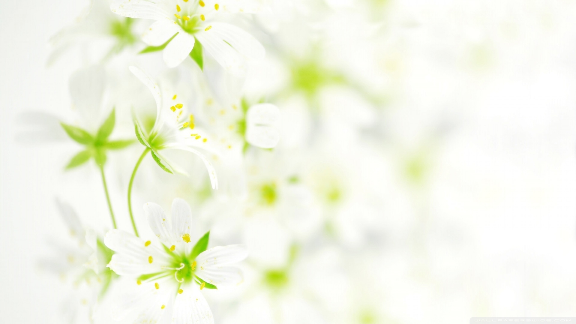 Blurred White Flowers Wallpaper