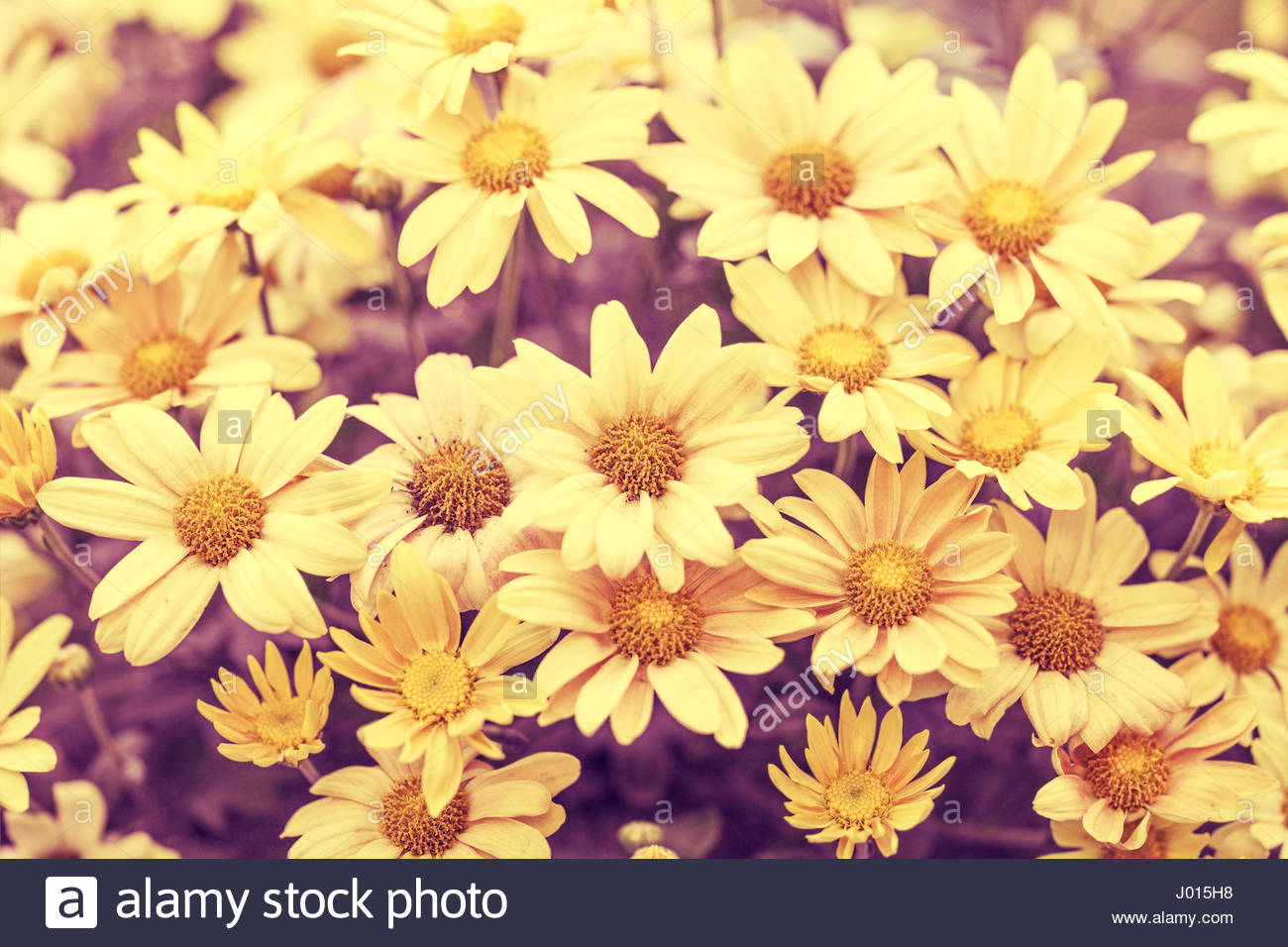 Red Yellow Vintage Flower Background Flowers In A Garden Stock