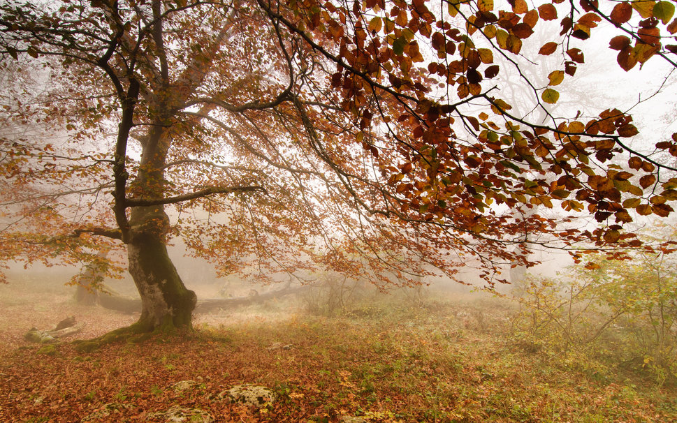 Herbst Baum Nebel Wald W Nde Vektorgrafik