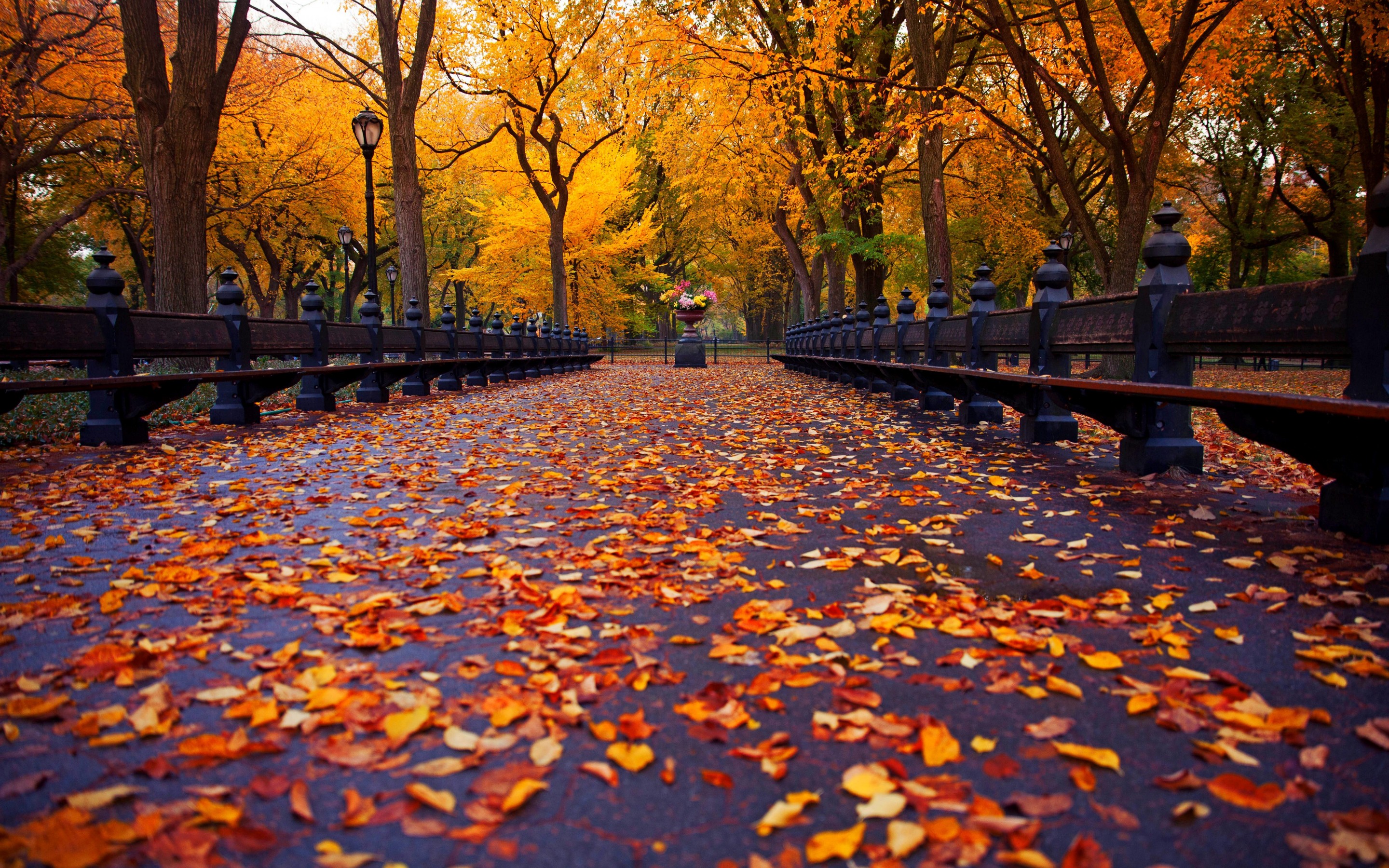 Fall Background Autumn New York