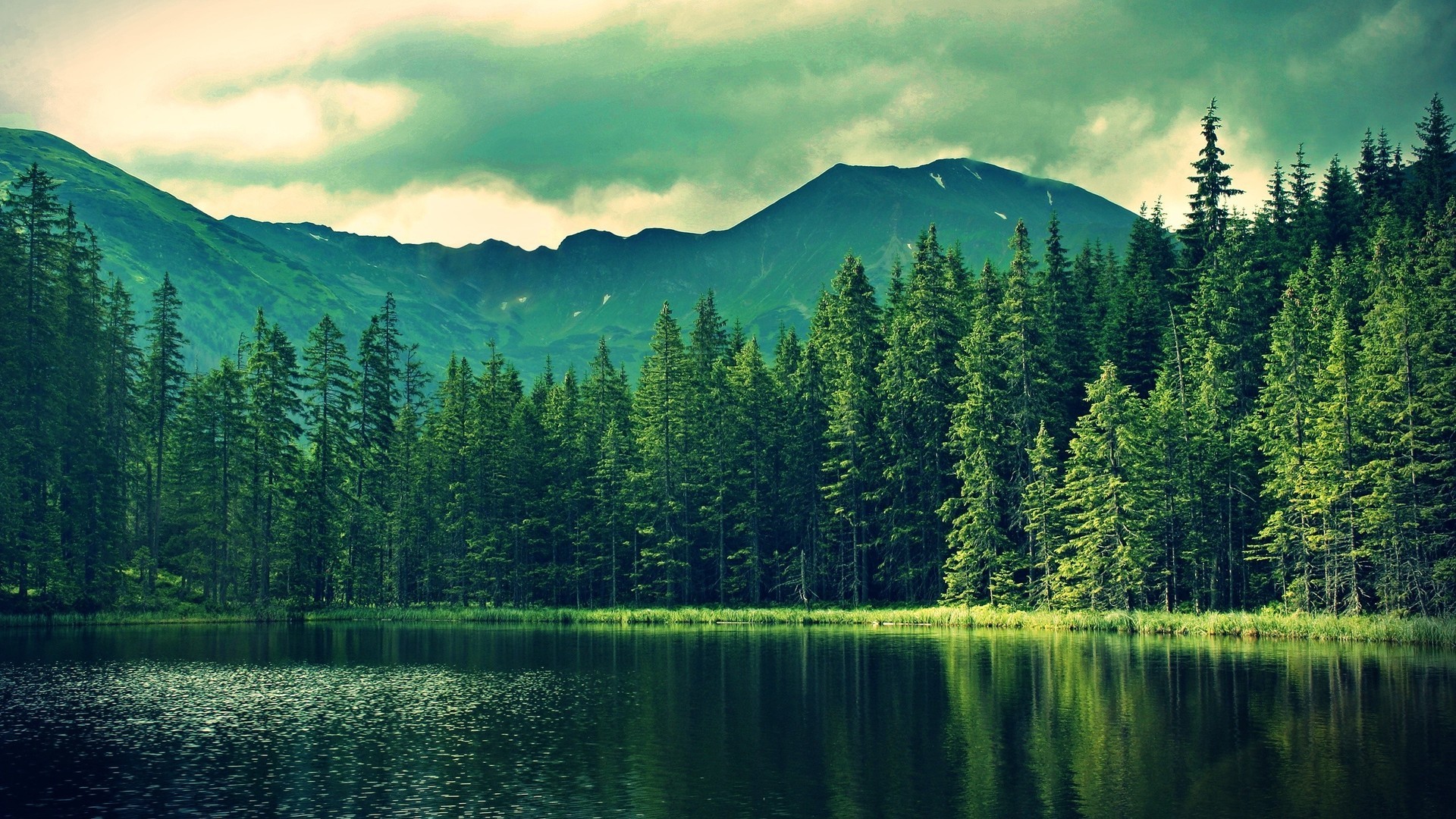 Forest HD Wallpaper