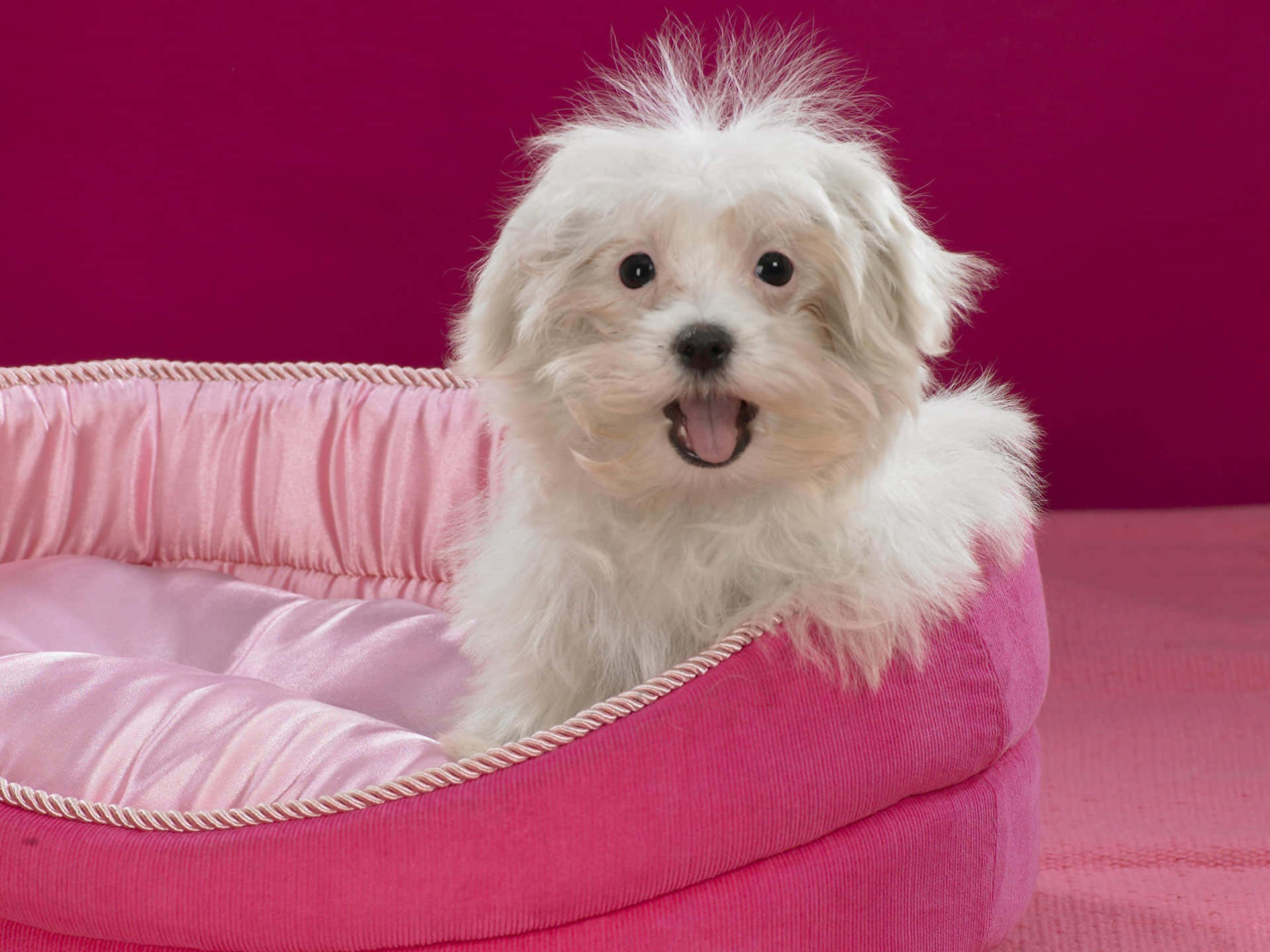 Pink Puppies Wallpaper