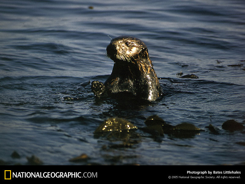 Sea Otter Photo Of The Day Picture Photography Wallpaper