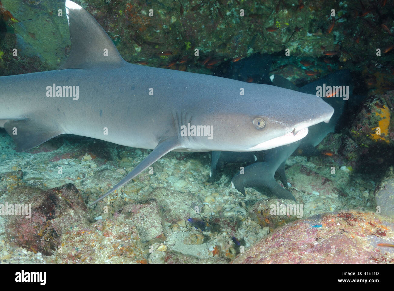 White Tipped Reef Shark Galapagos Ecuador Stock Photo