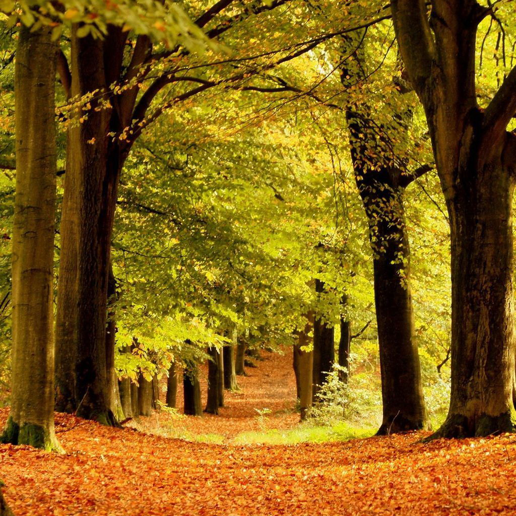 Beautiful Scenery Wallpapers Walking Way Autumn Tree Road Images