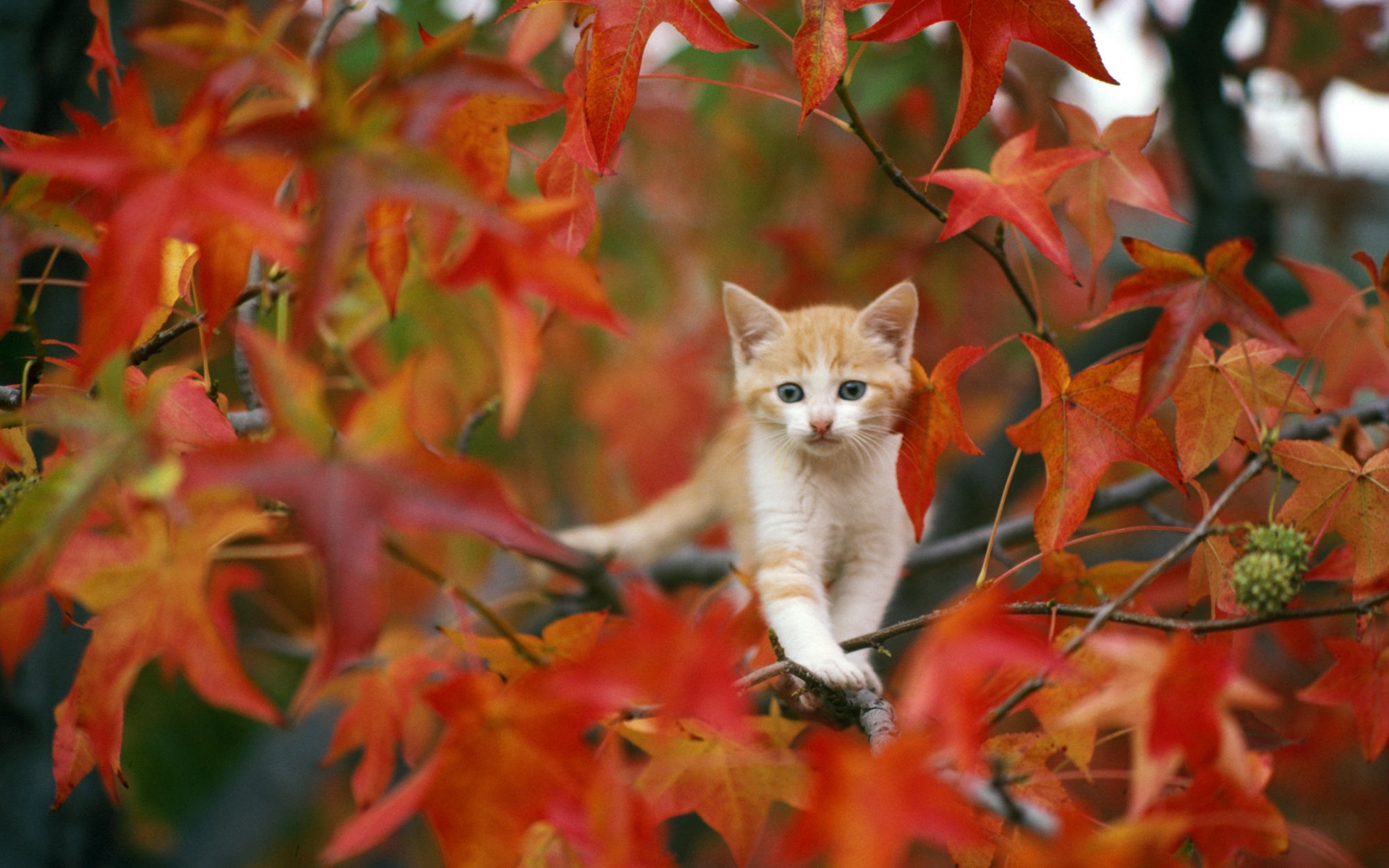 Whiskers Trees Autumn Fall Seasons Leaves Cute Wallpaper Background